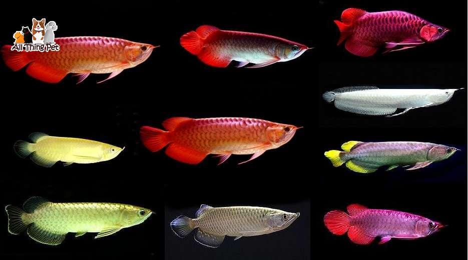 Hãy lưu tâm những kỹ thuật chăm sóc loài cá rồng đắt giá