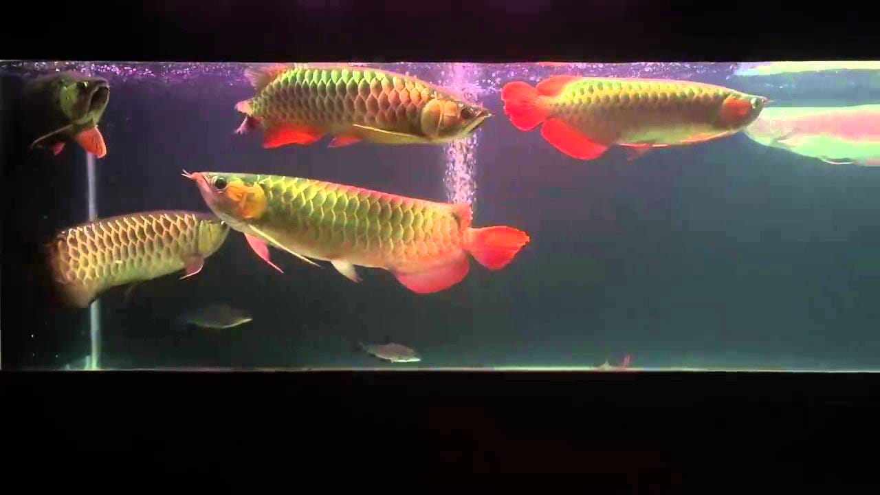 Một chú cá rồng kích thước khoảng 14-15 cm thì kích thước hồ sẽ 120x45x45cm