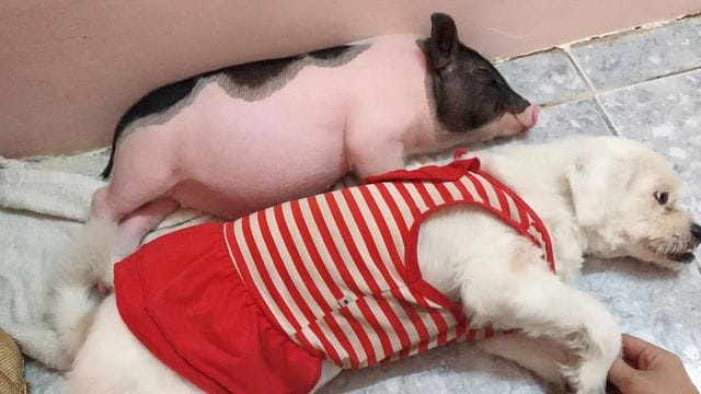 heo cảnh ngủ ban đêm