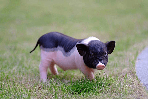 Heo mini có kích thước nhỏ