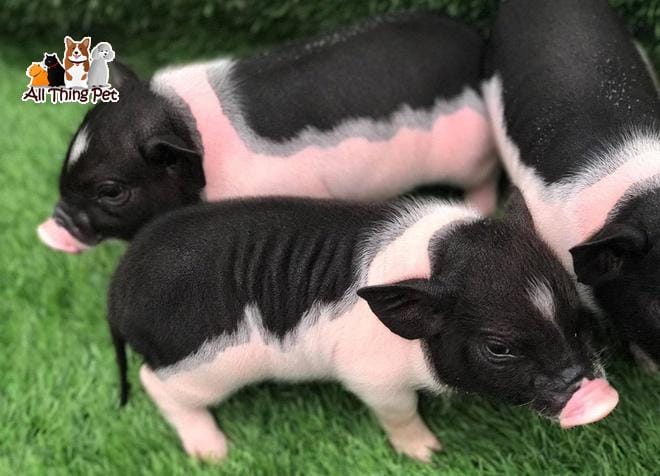 Heo kiểng mini biếng ăn | Những cách ứng phó cực dễ