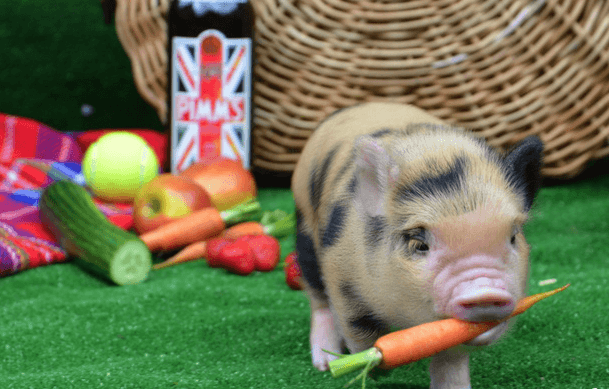 Khắc phục việc heo biếng ăn