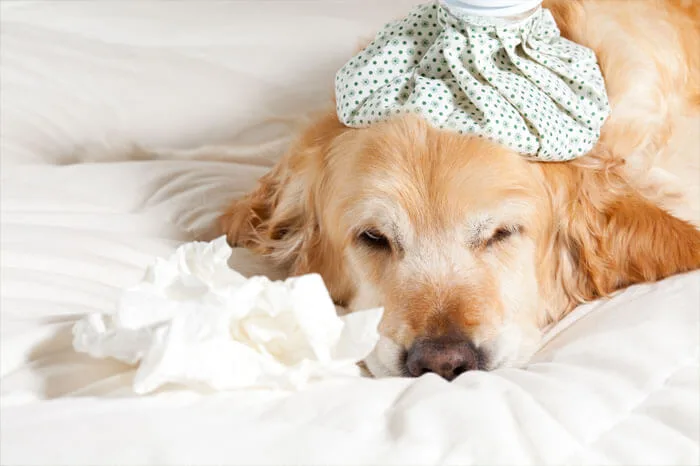 Các giai đoạn của bệnh care ở chó