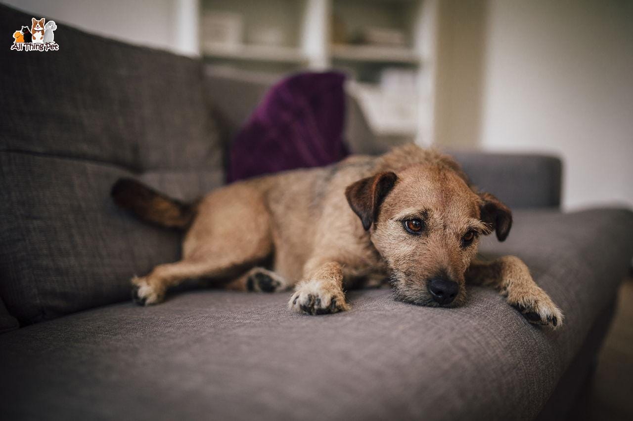 Hiểu rõ về bệnh Care ở chó, căn bệnh cực kỳ nguy hiểm