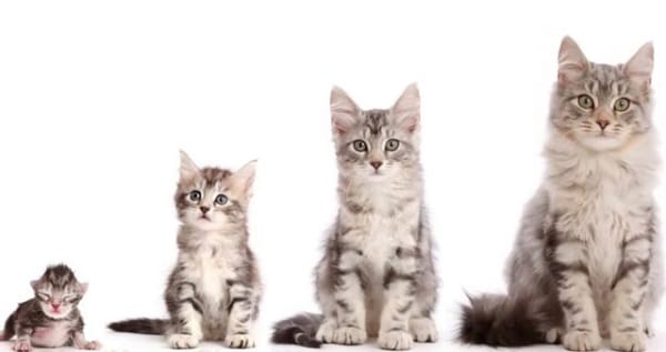 Mèo con 1 tháng tuổi cần chú ý chăm sóc