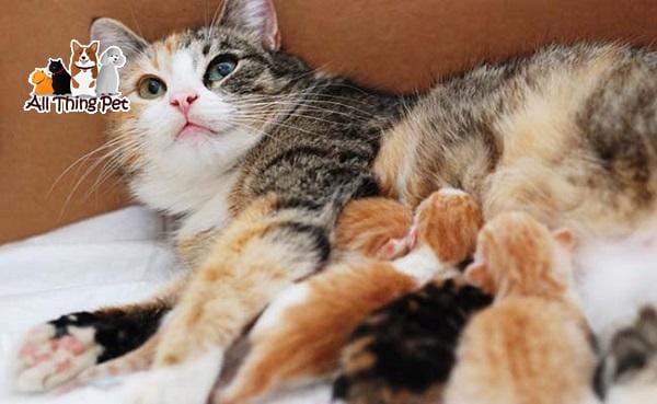 Hướng dẫn bạn cách chăm sóc mèo con 1 tháng tuổi đúng cách từ A-Z