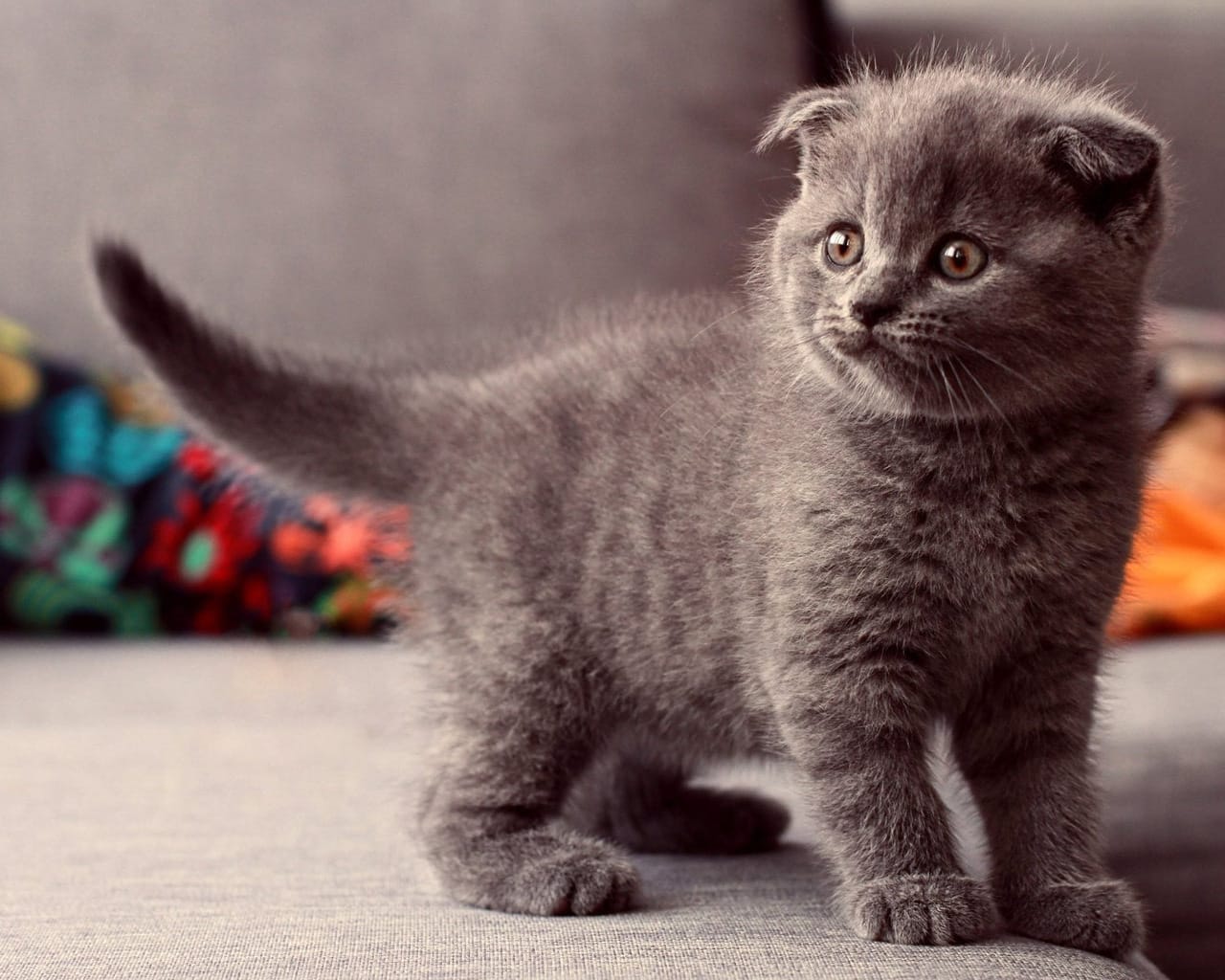 Mèo Scottish là giống mèo cảnh được nhiều người ưa thích