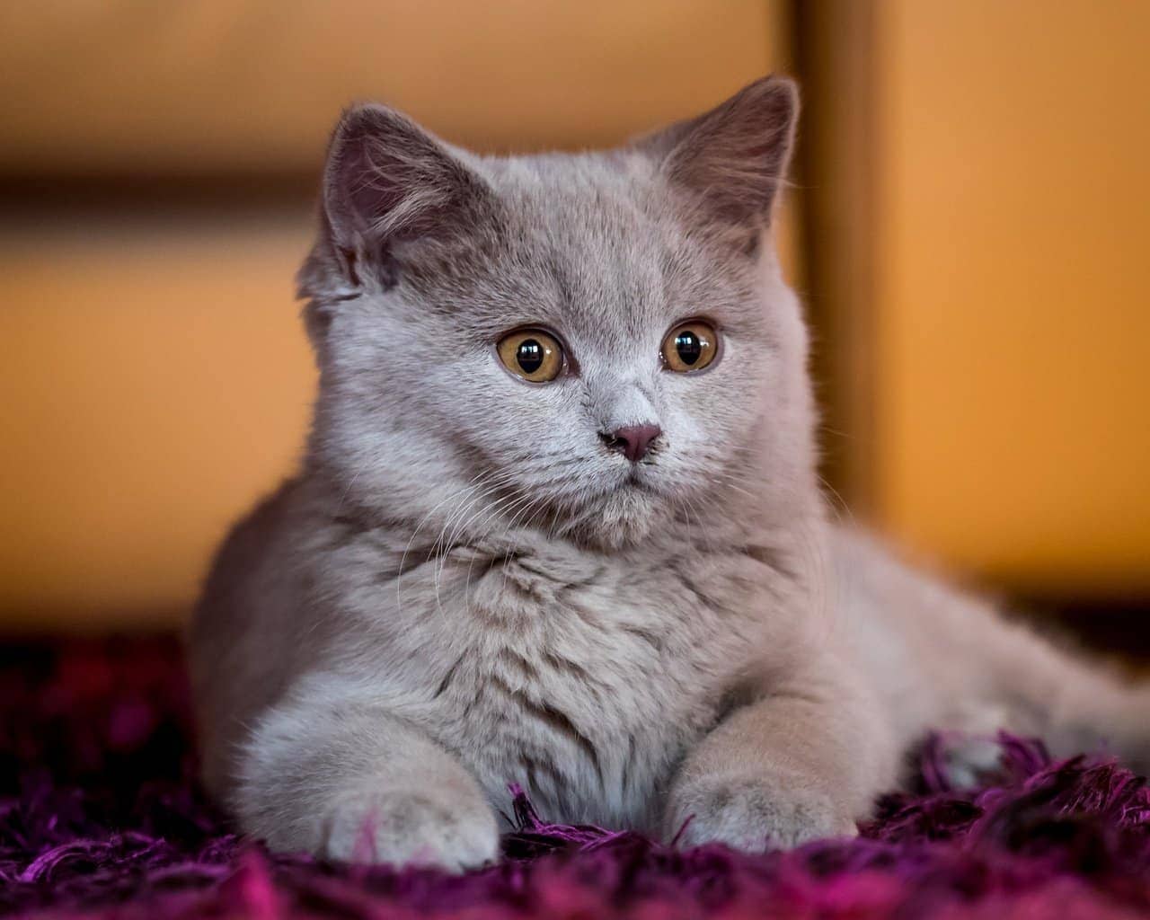 Khi chăm sóc mèo, bạn nên cắt móng định kỳ