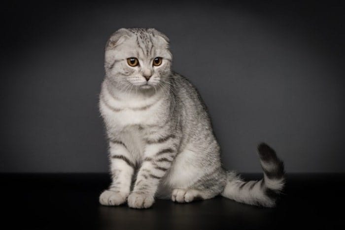 Tẩy giun sán định kì sẽ giúp cho mèo luôn khỏe mạnh