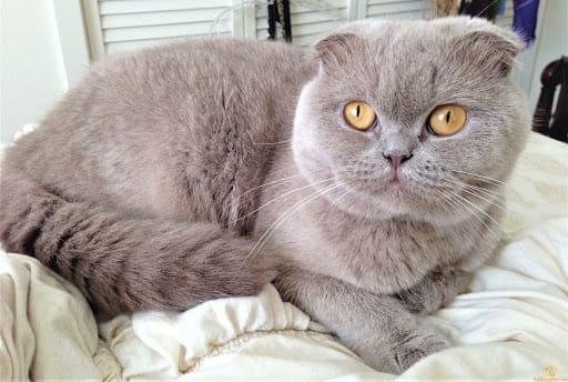 Những món đồ chơi nhỏ sẽ giúp mèo thêm thư giãn