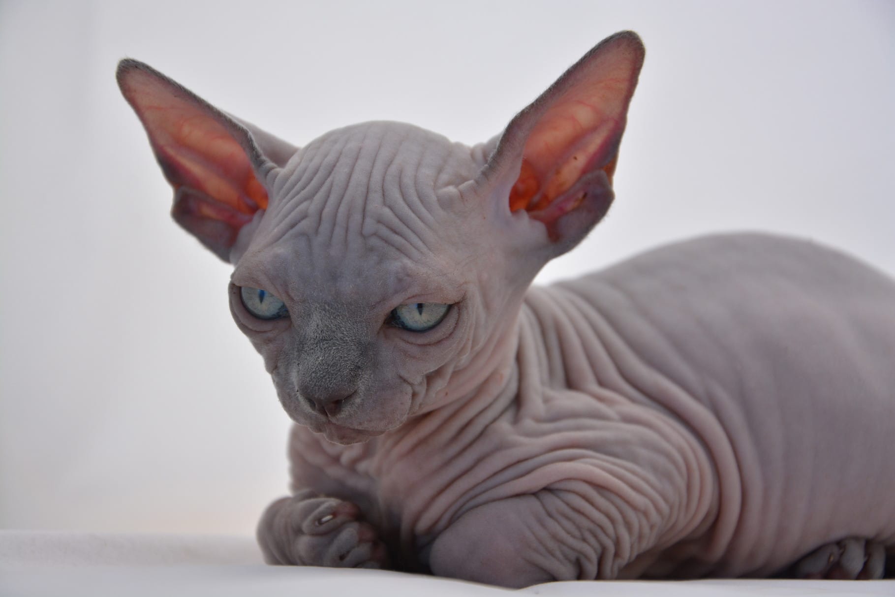 Mèo Sphynx chính là giống mèo quý có giá đắt nhất thế giới