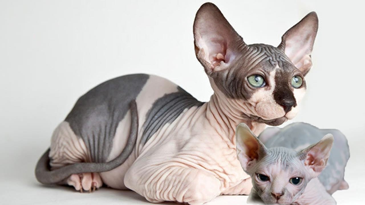 Mèo Sphynx có ngoại hình không được xinh xắn như các giống mèo khác