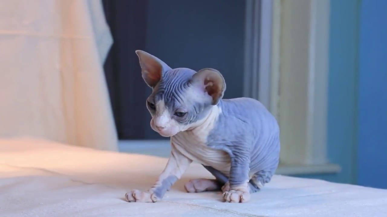Mèo Sphynx có chế độ ăn khác biệt so với những giống còn lại