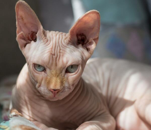 Với mèo Sphynx, bạn cần thường xuyên cắt móng cho chúng để đảm bảo an toàn