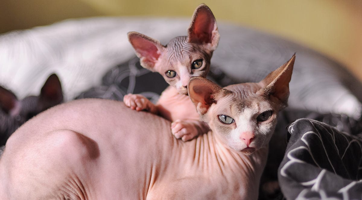Mèo Sphynx có sức khỏe khá tốt và được nhiều bạn trẻ yêu thích, lựa chọn nuôi làm thú cưng
