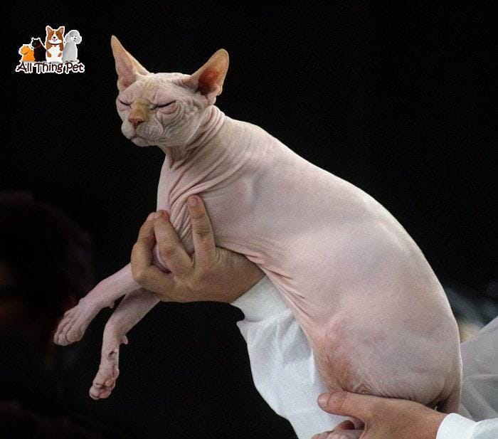 Hướng dẫn cách chăm sóc mèo Sphynx cho những ai mới nuôi lần đầu
