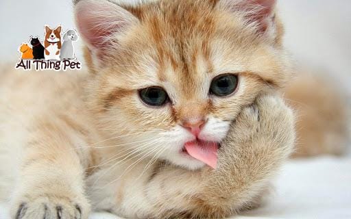 Hướng dẫn cách chăm sóc và điều trị khi mèo bị bệnh viêm tuyến tụy