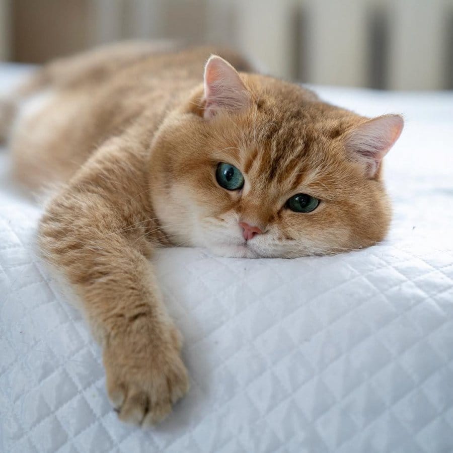 Để chăm sóc mèo khỏe mạnh, bạn cần giữ gìn vệ sinh chung, bổ sung dinh dưỡng hợp lý