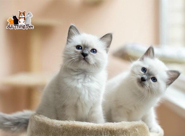 Hướng dẫn cách chăm sóc và nuôi mèo ở chung cư từ a đến z