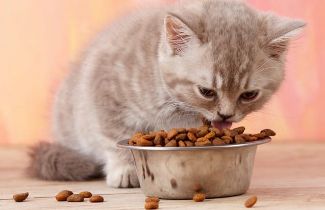 Hướng dẫn cách chọn thức ăn cho mèo con
