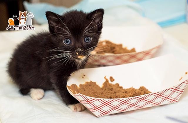 Hướng dẫn cách chọn thức ăn cho mèo con tốt nhất - Thú Cưng