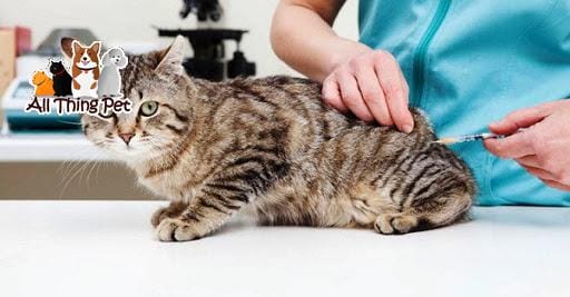 Hướng dẫn cách chữa trị bệnh giảm bạch cầu ở mèo