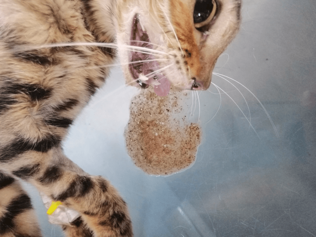 Triệu chứng mắc bệnh ở mèo trưởng thành