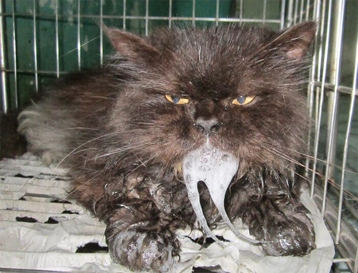 Triệu chứng mắc bệnh ở mèo con