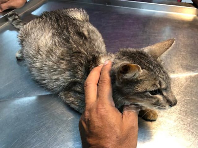 Bệnh giảm bạch cầu ở mèo là gì?