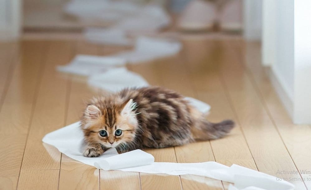 Cách huấn luyện mèo đi vệ sinh trong khay vệ sinh