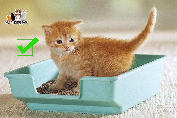 Hướng dẫn cách huấn luyện mèo đi vệ sinh đúng nơi - Thú Cưng