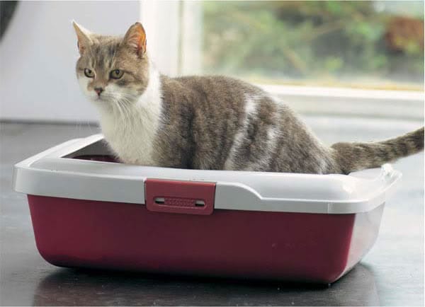 Cách huấn luyện mèo trưởng thành đi vào khay