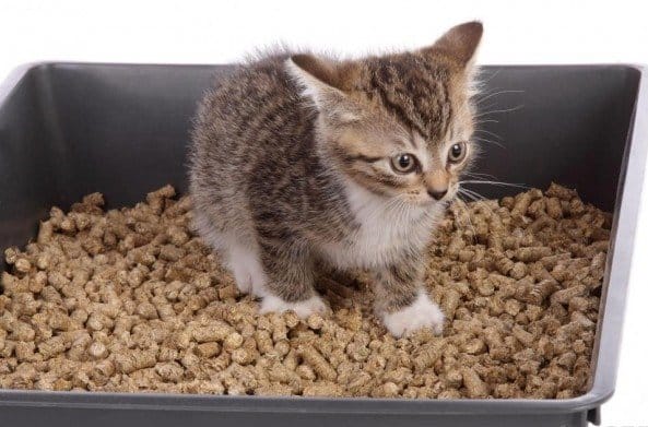 Khay vệ sinh cho mèo cưng