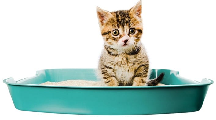 Chuẩn bị những vật dụng cần thiết