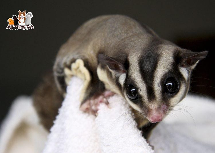 Hướng dẫn cách nuôi loài sóc bay Úc từ A đến Z cho những người mới chơi