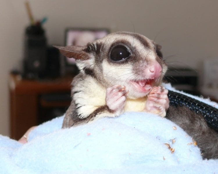 hình dáng nhỏ dễ thương