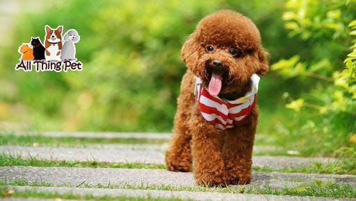 Hướng dẫn cách tỉa lông cho thú cưng chi tiết nhất