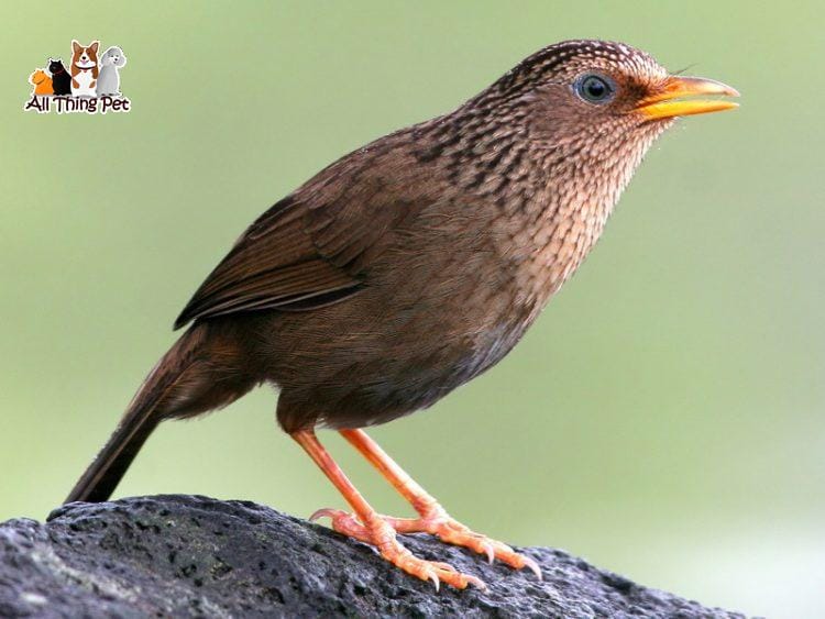 Hướng dẫn chăm sóc chim họa mi – Loài sơn ca của núi rừng