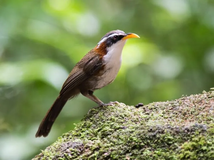 Chim họa mi hót rất hay