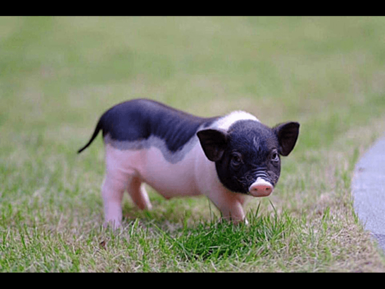 Chúng rất đáng yêu