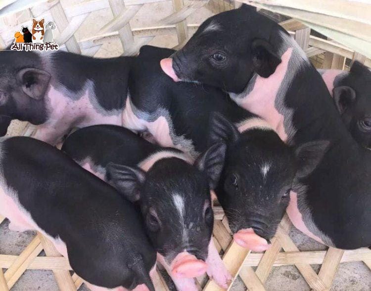 Hướng dẫn chăm sóc lợn cảnh mini – thú cưng mới của giới trẻ ngày nay