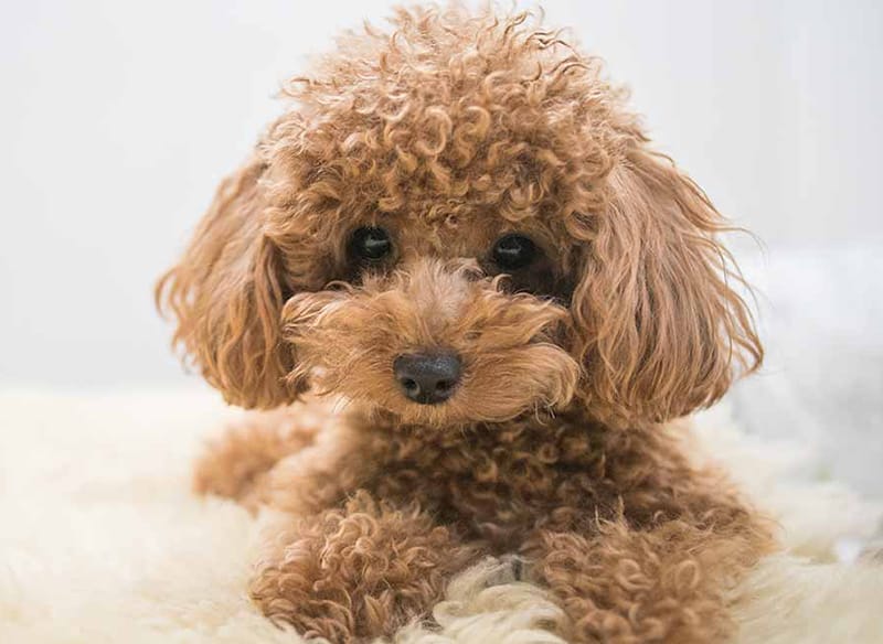 Thức ăn cho chó Poodle cần phù hợp với từng lứa tuổi