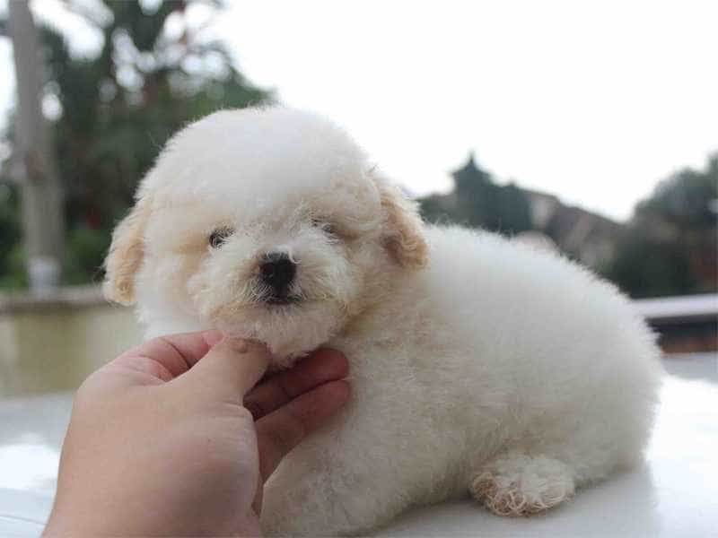 Những loại thức ăn không nên hoặc hạn chế cho chó Poodle ăn