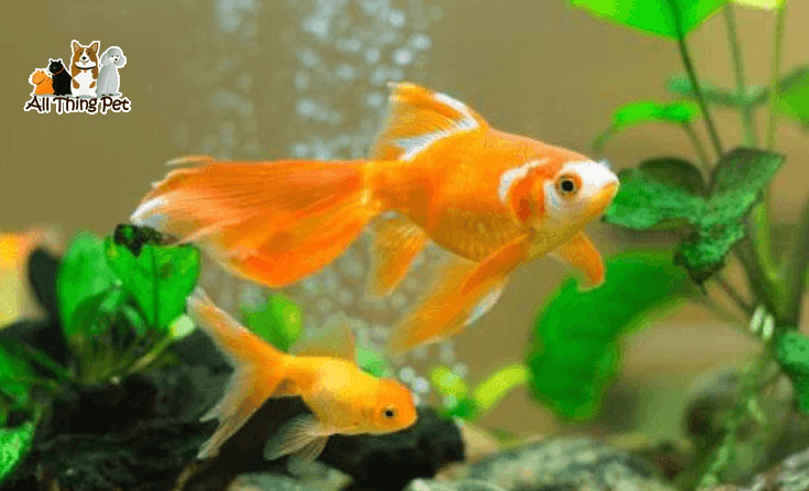 Cá vàng Long Nhãn - Hướng dẫn nuôi cá Long Nhãn chi tiết