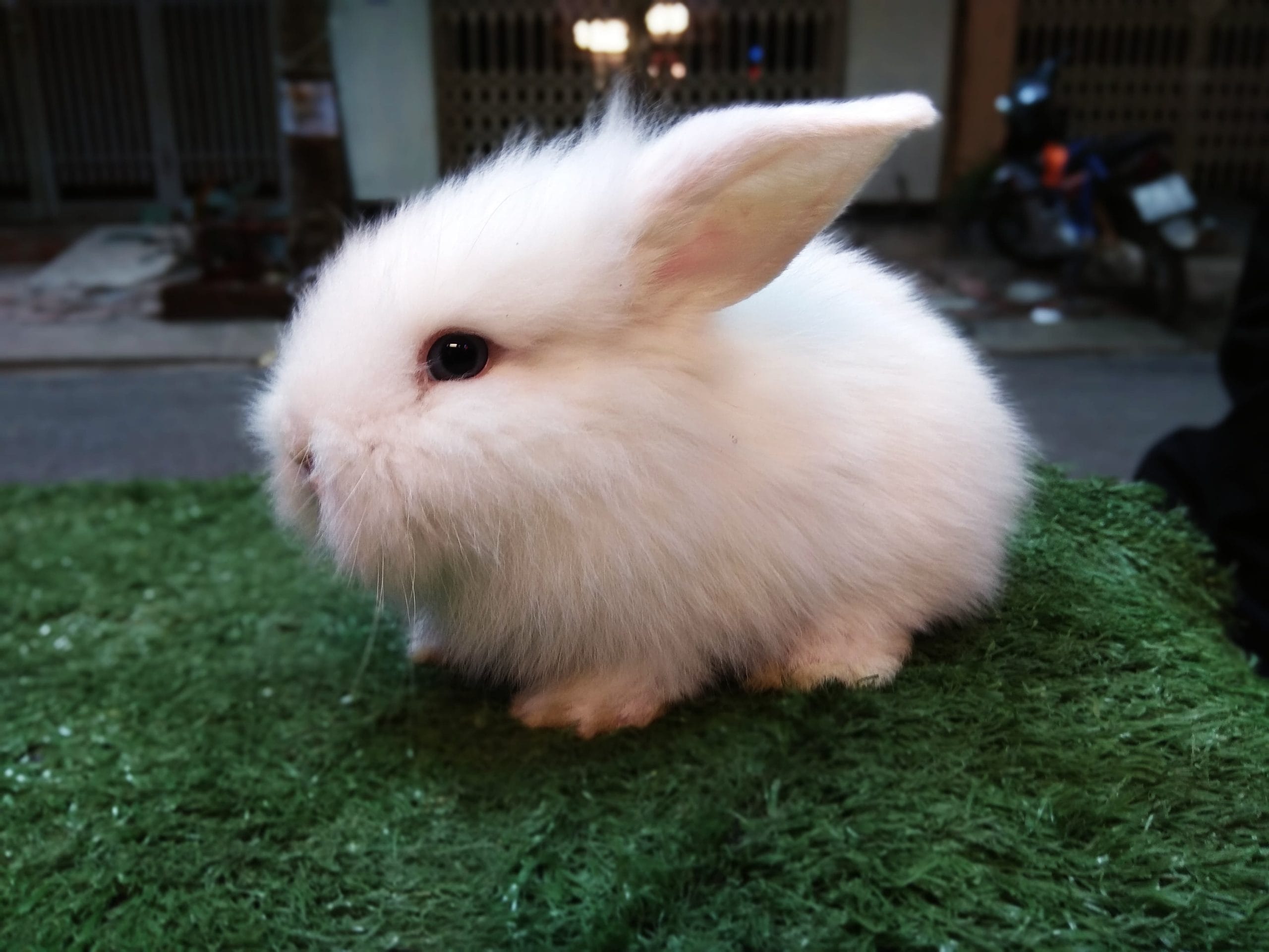 Mách bạn cách cho thỏ ăn,uống