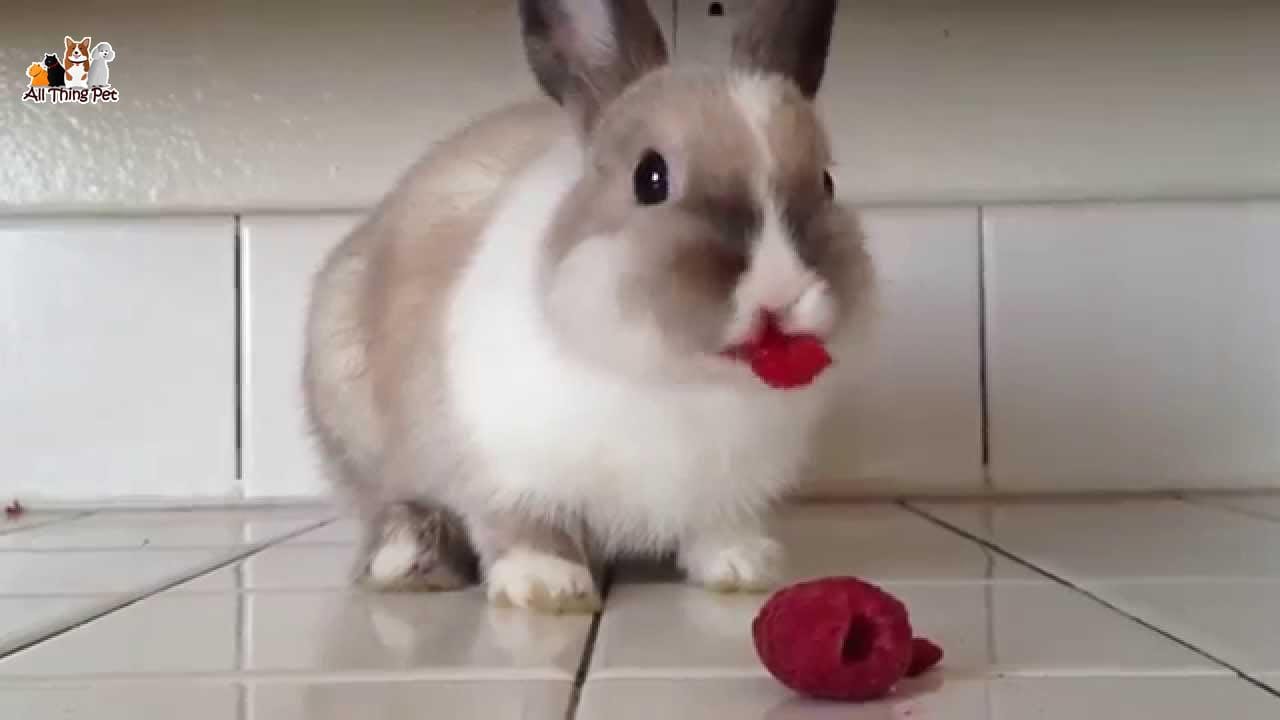 Hướng dẫn nuôi thỏ chi tiết cho người mới bắt đầu