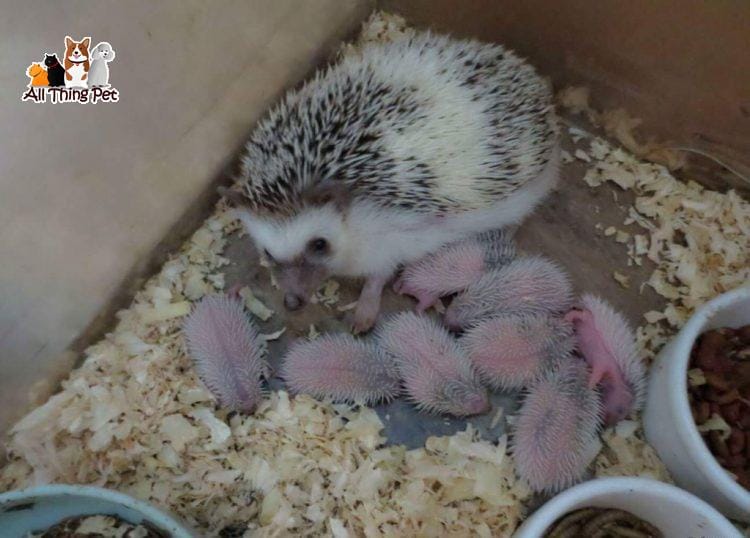 Hướng dẫn việc chăm sóc nhím cảnh mới đẻ dễ dàng tại nhà