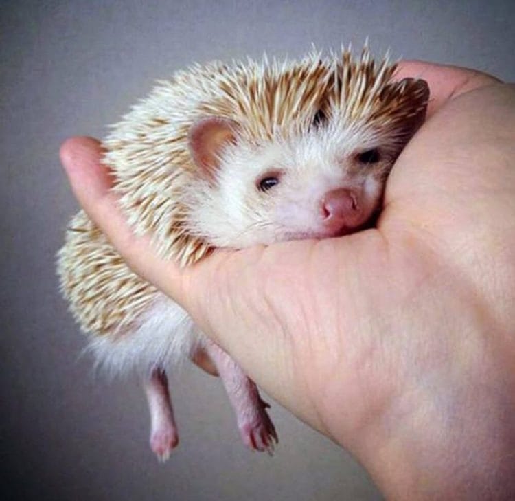 Loại nhím cảnh này vô cùng dễ thương