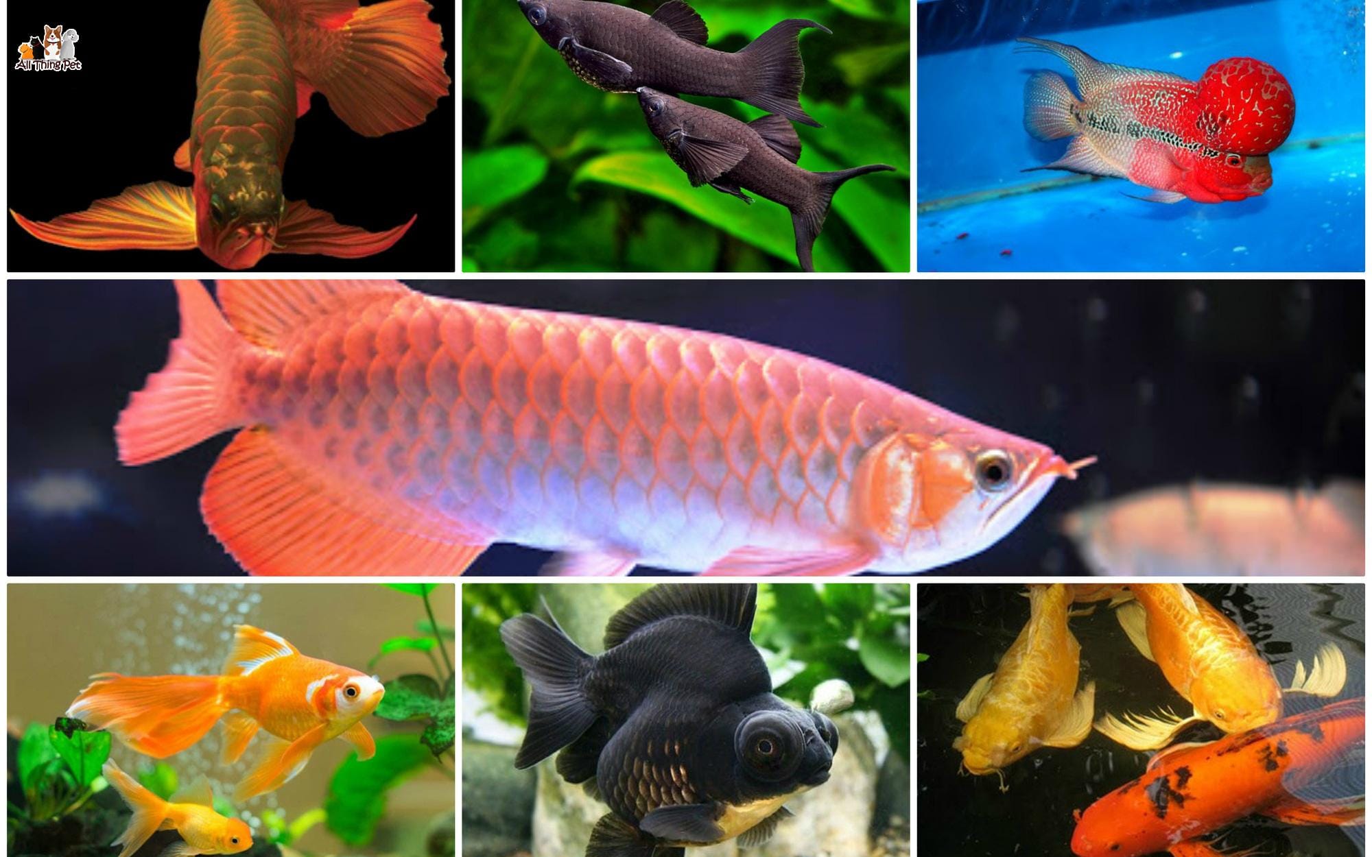 Bạn đã biết cách chăm sóc cá cảnh để cá lớn nhanh như thổi