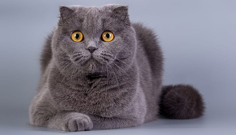 Nguồn gốc mèo Scottish Fold